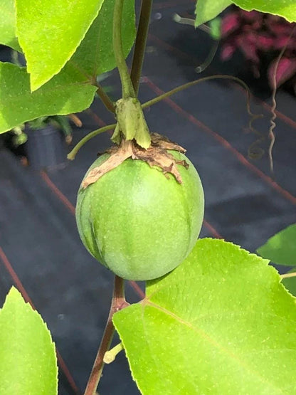 Lady Margaret Passiflora Live Plant | 5-9" Tall | Rare Raspberry Red Passion Flower Vine | Hardy Zone 8-11