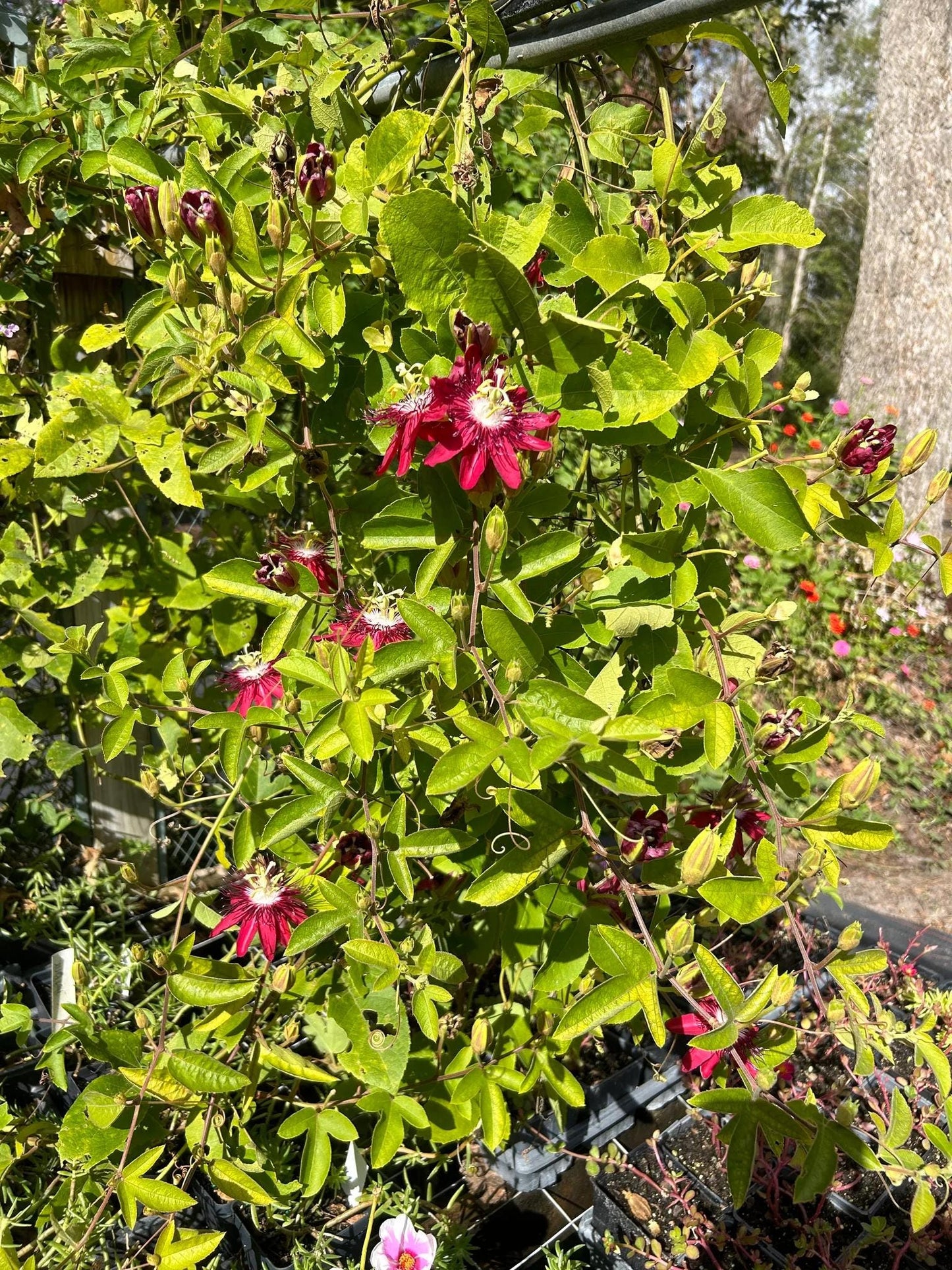 Lady Margaret Passiflora Live Plant | 5-9" Tall | Rare Raspberry Red Passion Flower Vine | Hardy Zone 8-11