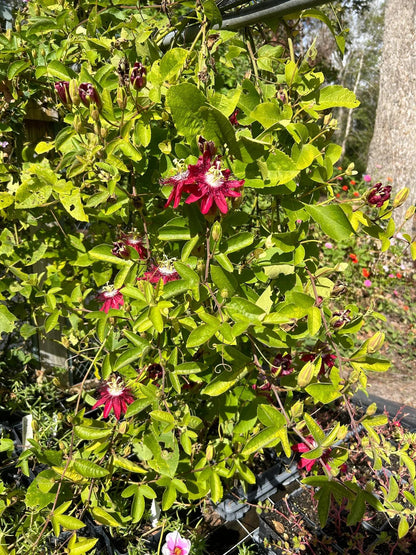 Lady Margaret Passiflora Live Plant | 5-9" Tall | Rare Raspberry Red Passion Flower Vine | Hardy Zone 8-11