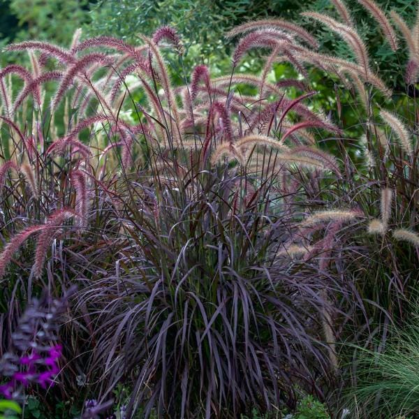 Red Fountain Grass Live Plants | Pack of 2 (TWO) | 5-9" Tall | Pennisetum setaceum Rubrum
