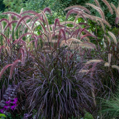 Red Fountain Grass Live Plants | Pack of 2 (TWO) | 5-9" Tall | Pennisetum setaceum Rubrum