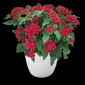 Pentas Lanceolata Cranberry Punch Live Plants - 2 Pack | 5-9" Tall | Egyptian Starcluster