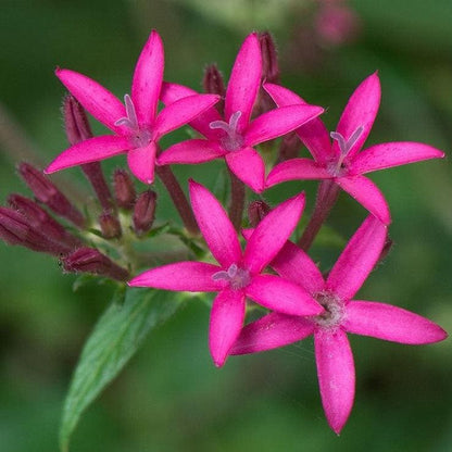 Pentas Lanceolata Jessica Punch Live Plants | PAck of 2 (TWO) | 5-9" Tall | Egyptian Starcluster