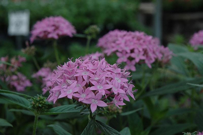 Pentas Lanceolata Orchid Illusion Live Plants | Pack of 2 (TWO) | 5-9" Tall | Egyptian Starcluster