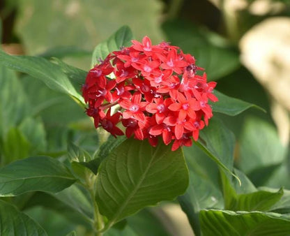 Pentas Lanceolata Pink Profusion Live Plants | Pack of 2 (TWO) | 5-9" Tall | Egyptian Starcluster