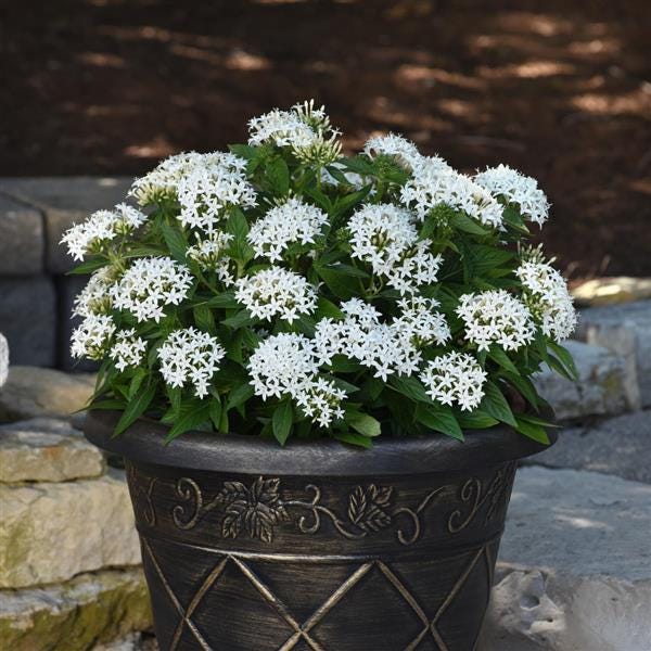 White Egyptian Star Flower Live Plants | Pack of 2 (TWO) | 5-9" Tall | Pentas Lanceolata