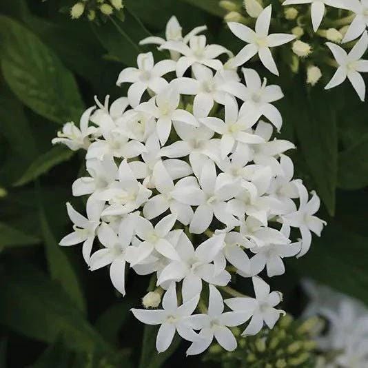 White Egyptian Star Flower Live Plants | Pack of 2 (TWO) | 5-9" Tall | Pentas Lanceolata