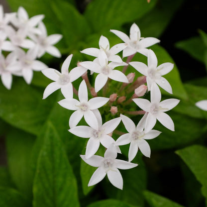 White Egyptian Star Flower Live Plants | Pack of 2 (TWO) | 5-9" Tall | Pentas Lanceolata