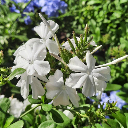 White Plumbago Live Plants | Pack of 2 (TWO) | 5-9" Tall | Plumbago Auriculata | Cape Leadwort | Fast-Growing