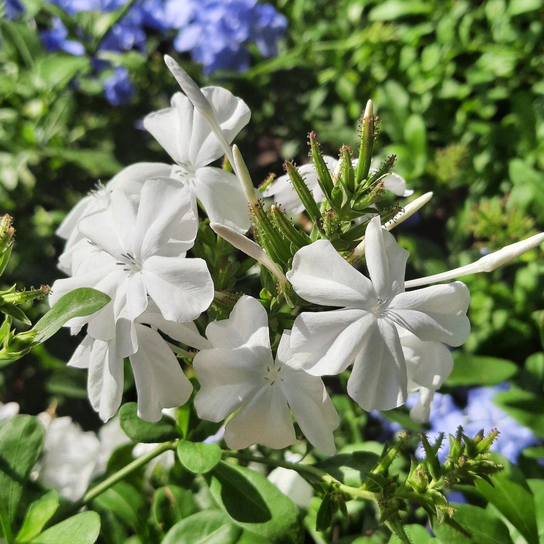 White Plumbago Live Plants | Pack of 3 (THREE) | 5-9" Tall | Plumbago Auriculata | Cape Leadwort | Fast-Growing