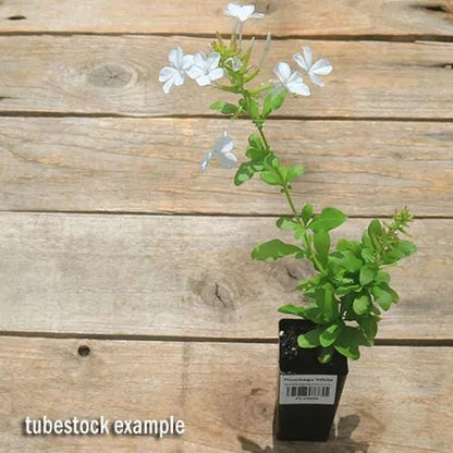 White Plumbago Live Plants | Pack of 3 (THREE) | 5-9" Tall | Plumbago Auriculata | Cape Leadwort | Fast-Growing