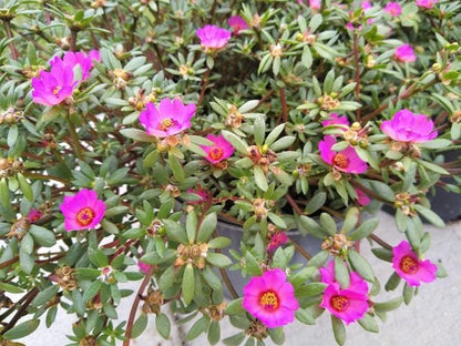 Puerto Rican Hot Pink Portulaca Live Plants | Pack of 2 (TWO) | 5-9" Tall | Moss Rose Purslane | Drought Tolerant Neon Trailing Succulent