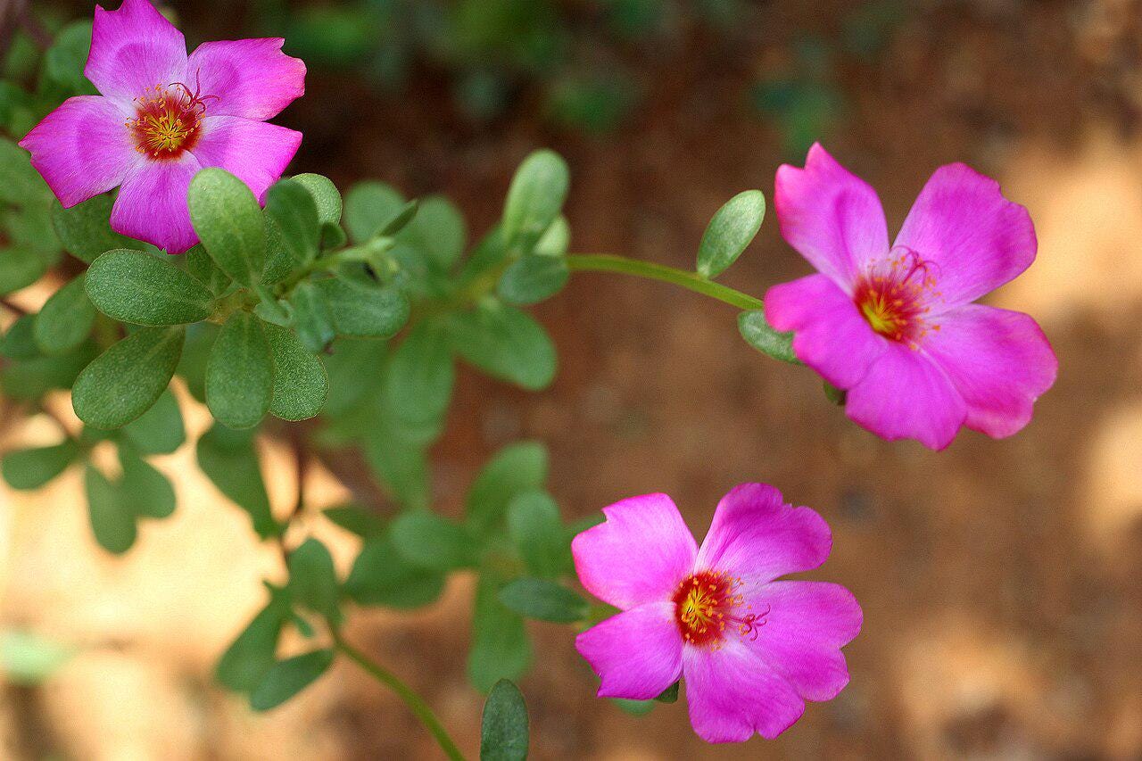 Puerto Rican Hot Pink Portulaca Live Plants | Pack of 2 (TWO) | 5-9" Tall | Moss Rose Purslane | Drought Tolerant Neon Trailing Succulent