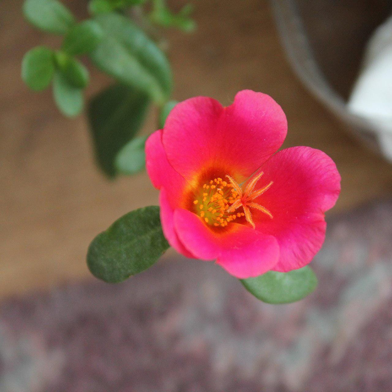 Puerto Rican Hot Pink Portulaca Live Plants | Pack of 2 (TWO) | 5-9" Tall | Moss Rose Purslane | Drought Tolerant Neon Trailing Succulent