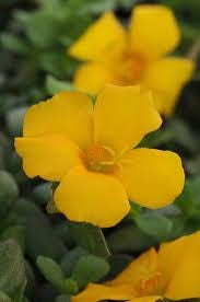 Jumbo Yellow Portulaca Live Plants | Pack of 2 (TWO) | 5-9" Tall | Moss Rose Purslane | Drought Tolerant