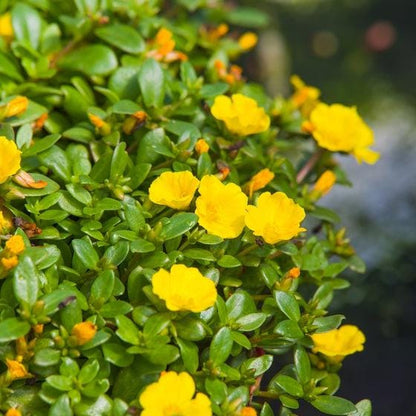 Jumbo Yellow Portulaca Live Plants | Pack of 2 (TWO) | 5-9" Tall | Moss Rose Purslane | Drought Tolerant