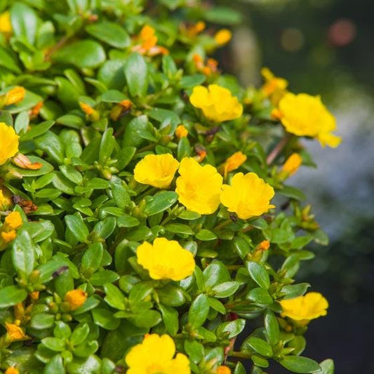 Jumbo Yellow Portulaca Live Plants | Pack of 2 (TWO) | 5-9" Tall | Moss Rose Purslane | Drought Tolerant