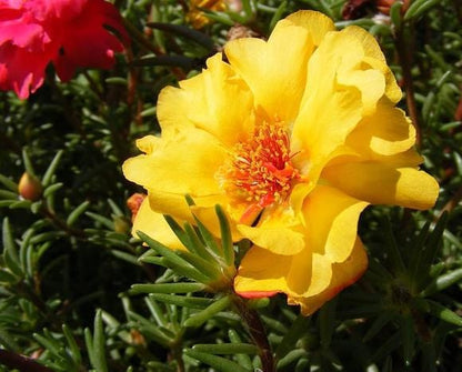 Jumbo Yellow Portulaca Live Plants | Pack of 2 (TWO) | 5-9" Tall | Moss Rose Purslane | Drought Tolerant