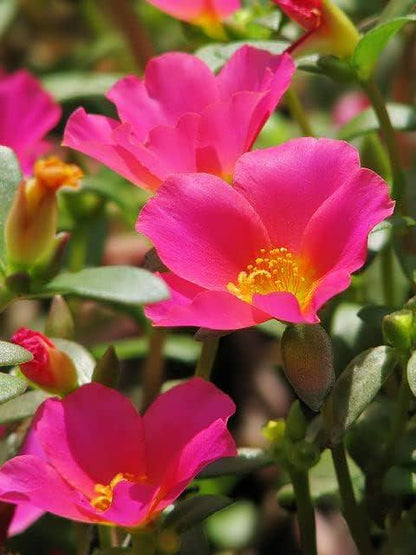 Pink Glow Portulaca Live Plants | Pack of 2 (TWO) | 5-9" Tall | Moss Rose Purslane | Drought Tolerant