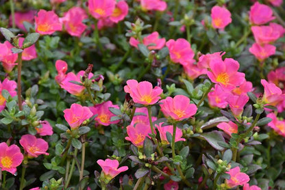 Pink Glow Portulaca Live Plants | Pack of 2 (TWO) | 5-9" Tall | Moss Rose Purslane | Drought Tolerant