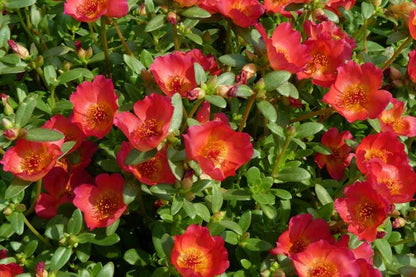 Red Flare Portulaca Live Plants | Pack of 2 (TWO) | 5-9" Tall | Moss Rose Purslane