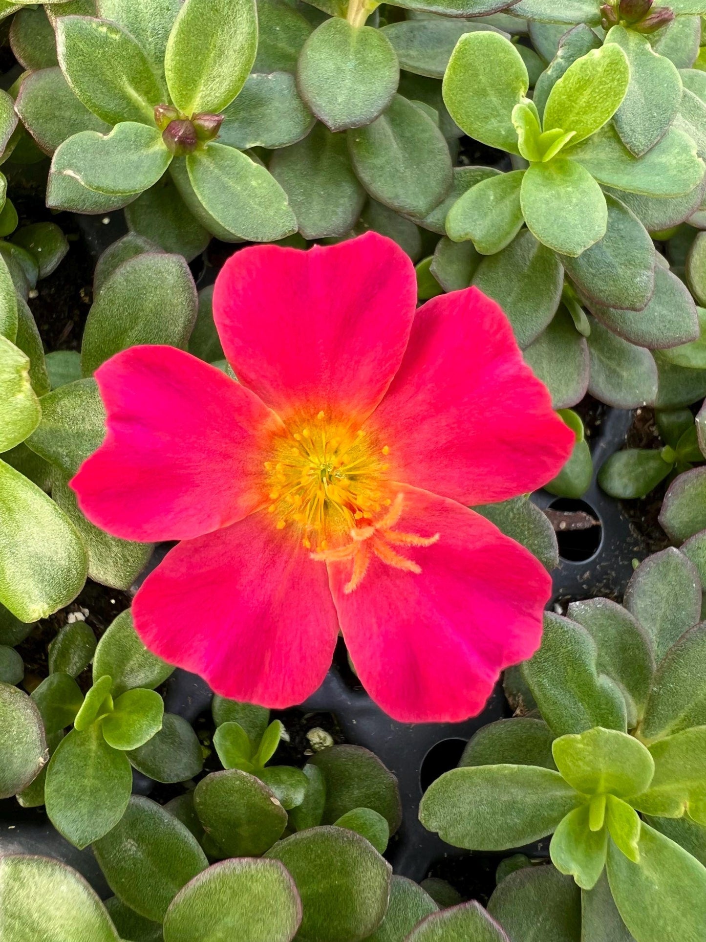Red Flare Portulaca Live Plants | Pack of 2 (TWO) | 5-9" Tall | Moss Rose Purslane