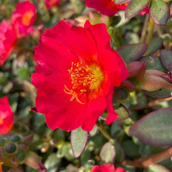 Red Flare Portulaca Live Plants | Pack of 2 (TWO) | 5-9" Tall | Moss Rose Purslane