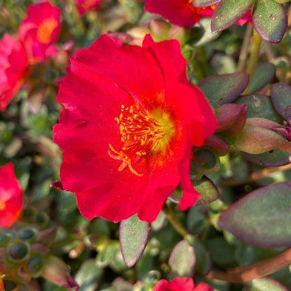 Red Flare Portulaca Live Plants | Pack of 2 (TWO) | 5-9" Tall | Moss Rose Purslane