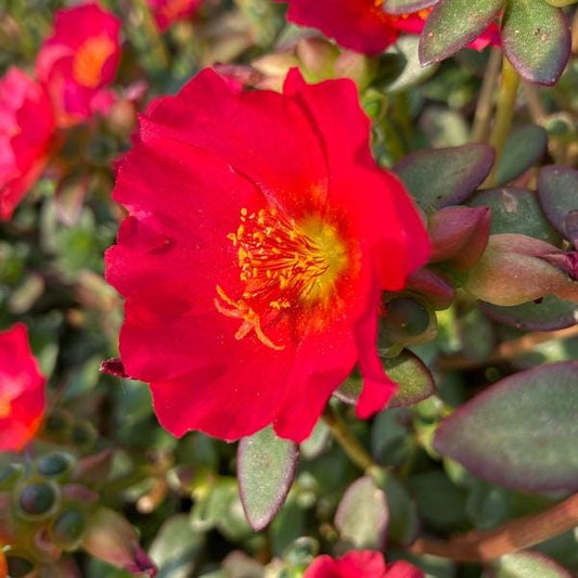 Red Flare Portulaca Live Plants | Pack of 2 (TWO) | 5-9" Tall | Moss Rose Purslane