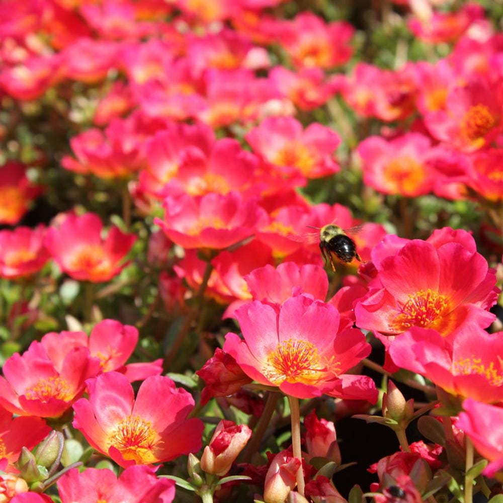 Red Flare Portulaca Live Plants | Pack of 2 (TWO) | 5-9" Tall | Moss Rose Purslane