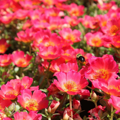 Red Flare Portulaca Live Plants | Pack of 2 (TWO) | 5-9" Tall | Moss Rose Purslane