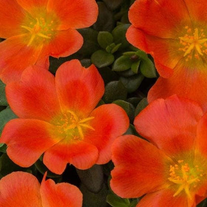 Tangerine Purslane Live Plants | Pack of 2 (TWO) | 5-9" Tall | Portulaca Moss Rose | Drought Tolerant