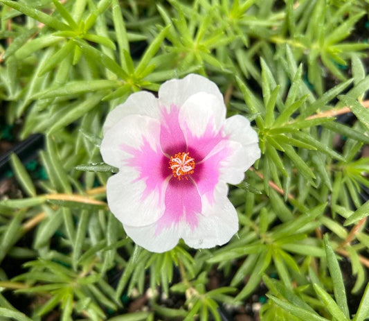 Samba Peppermint Purslane Live Plants | Pack of 2 (TWO) | 5-9" Tall | Bicolor Pink & White Moss Rose | Unique Candy-Striped Blooms