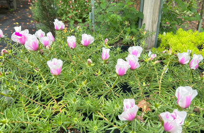 Samba Peppermint Purslane Live Plants | Pack of 2 (TWO) | 5-9" Tall | Bicolor Pink & White Moss Rose | Unique Candy-Striped Blooms