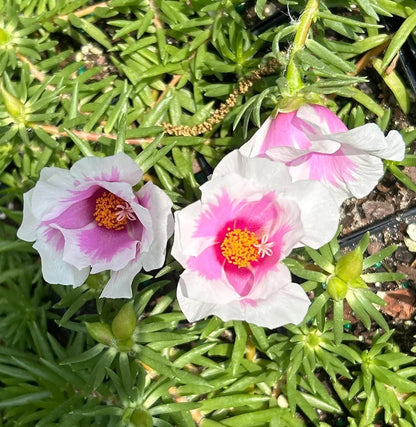 Samba Peppermint Purslane Live Plants | Pack of 2 (TWO) | 5-9" Tall | Bicolor Pink & White Moss Rose | Unique Candy-Striped Blooms