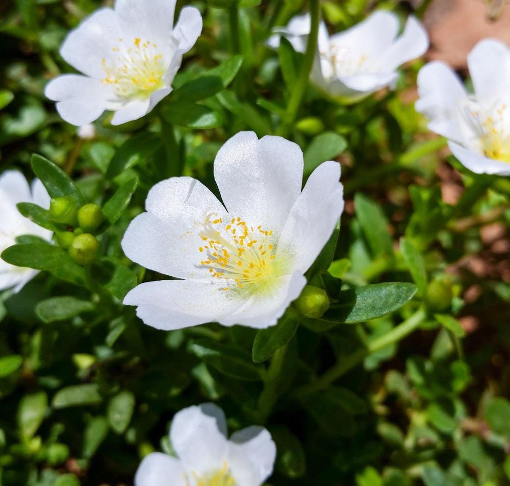 White Purslane Live Plants | Pack of 2 (TWO) | 5-9" Tall | Moss Rose Portulaca