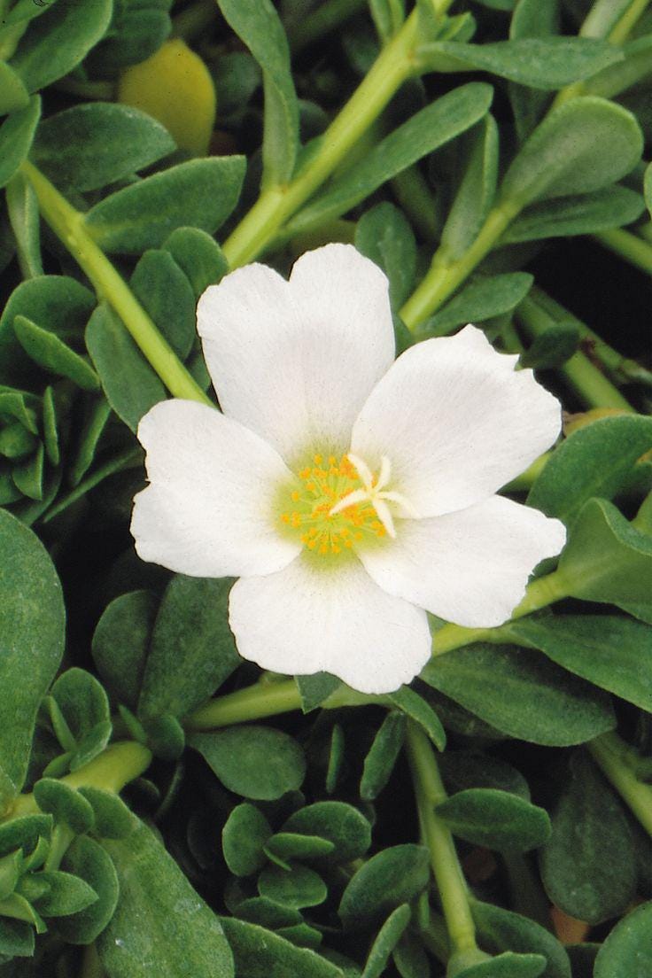 White Purslane Live Plants | Pack of 2 (TWO) | 5-9" Tall | Moss Rose Portulaca