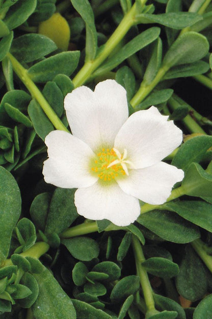 White Purslane Live Plants | Pack of 2 (TWO) | 5-9" Tall | Moss Rose Portulaca