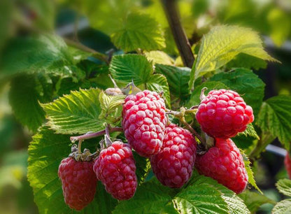 Caroline Red Raspberry Live Plants | Pack of 2 (TWO) | 5-9" Tall | Everbearing Rubus Idaeus Bush | Hardy Zone 4-9