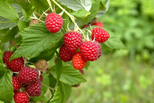 Caroline Red Raspberry Live Plants | Pack of 2 (TWO) | 5-9" Tall | Everbearing Rubus Idaeus Bush | Hardy Zone 4-9