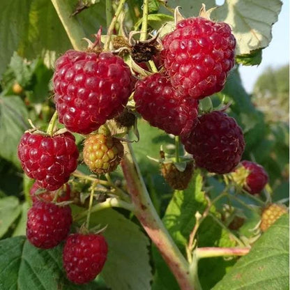 Nantahala Red Raspberry Live Plants | Pack of 2 (TWO) | 5-9" Tall | Late-Season Primocane Rubus Idaeus | Hardy Zone 6-9