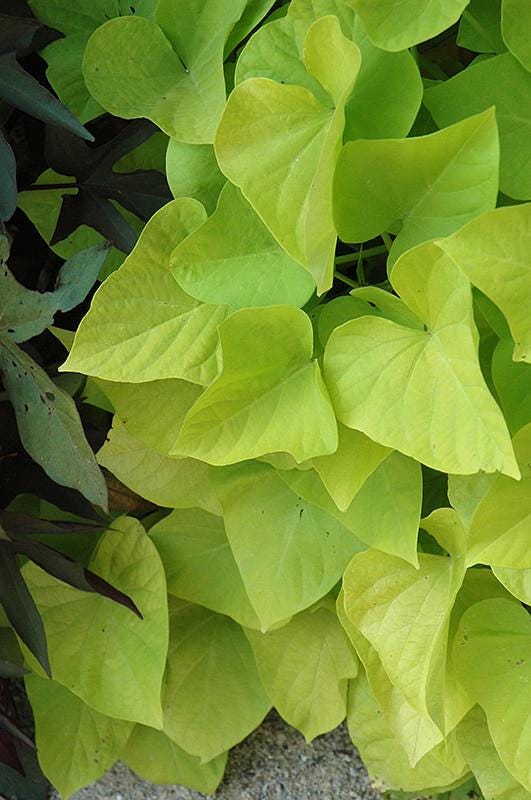 Margarita Sweet Potato Vine Plants | Pack of 2 (TWO) | 5-9 Inch Ipomoea Batatas | Chartreuse Lime Green Foliage