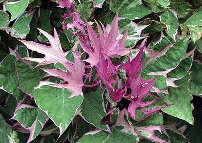 Tricolor Sweet Potato Vine Plants | Pack of 2 (TWO | 5-9 Inch Ipomoea Batatas | Pink, White & Green Variegated Foliage