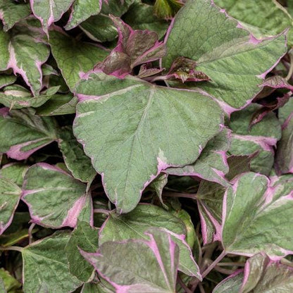 Tricolor Sweet Potato Vine Plants | Pack of 2 (TWO | 5-9 Inch Ipomoea Batatas | Pink, White & Green Variegated Foliage
