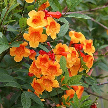 Tecoma Stans Orange Live Plants | Pack of 2 (TWO) | 5-9 Inch Orange Jubilee / Esperanza | Heat Tolerant Trumpet Bush | Fast Growing