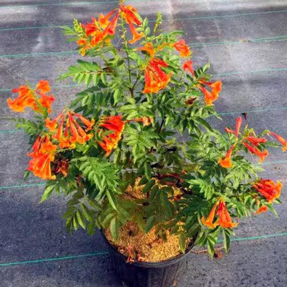 Tecoma Stans Orange Live Plants | Pack of 2 (TWO) | 5-9 Inch Orange Jubilee / Esperanza | Heat Tolerant Trumpet Bush | Fast Growing