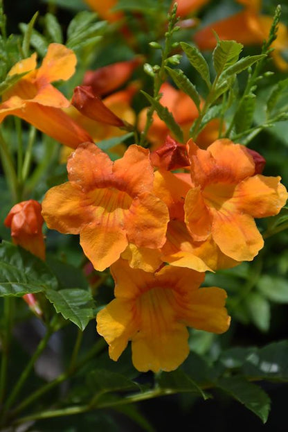 Tecoma Stans Orange Live Plants | Pack of 2 (TWO) | 5-9 Inch Orange Jubilee / Esperanza | Heat Tolerant Trumpet Bush | Fast Growing