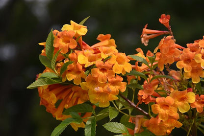 Tecoma Stans Orange Live Plants | Pack of 2 (TWO) | 5-9 Inch Orange Jubilee / Esperanza | Heat Tolerant Trumpet Bush | Fast Growing