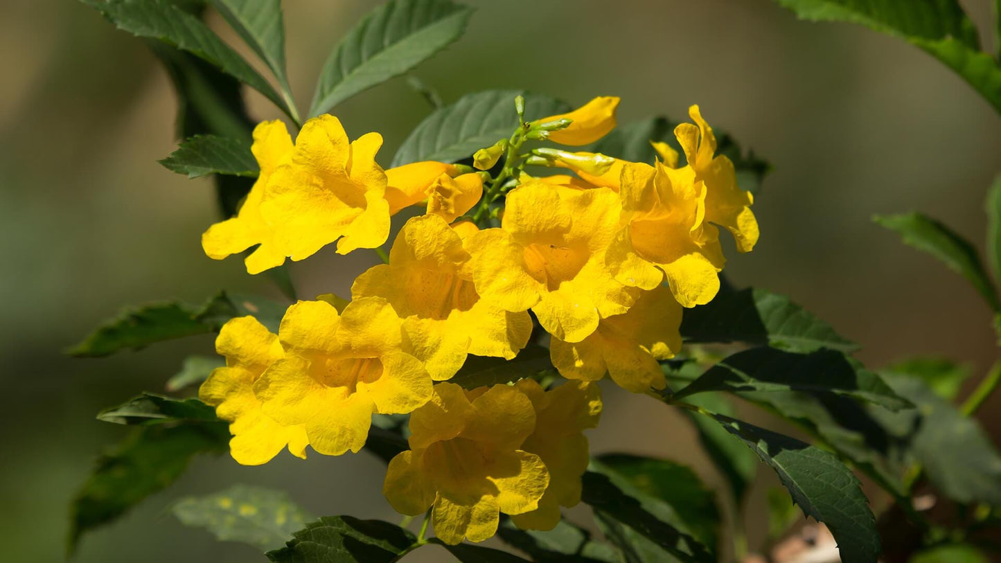 Yellow Bells Tecoma Stans Live Plants | Pack of 2 (TWO) | 5-9 Inch Esperanza | Yellow Elder