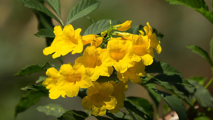 Yellow Bells Tecoma Stans Live Plants | Pack of 2 (TWO) | 5-9 Inch Esperanza | Yellow Elder